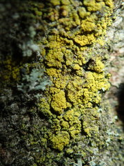 Candelariella xanthostigma