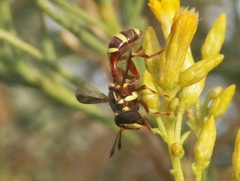 Polybiomyia townsendi