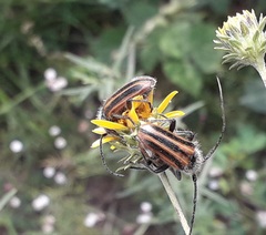 Neocrossidius trivittatus