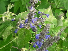 Anthophora marginata