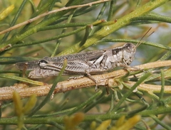 Melanoplus complanatipes