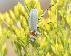Epicauta wheeleri