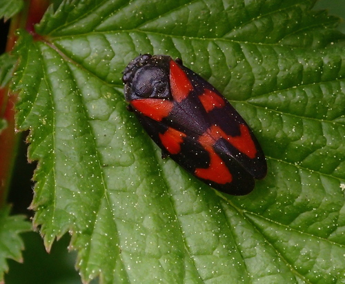 Photo of Common Froghopper (Cercopis vulnerata)