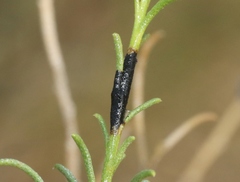 Asteromyia gutierreziae