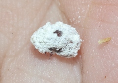 Steatococcus townsendi