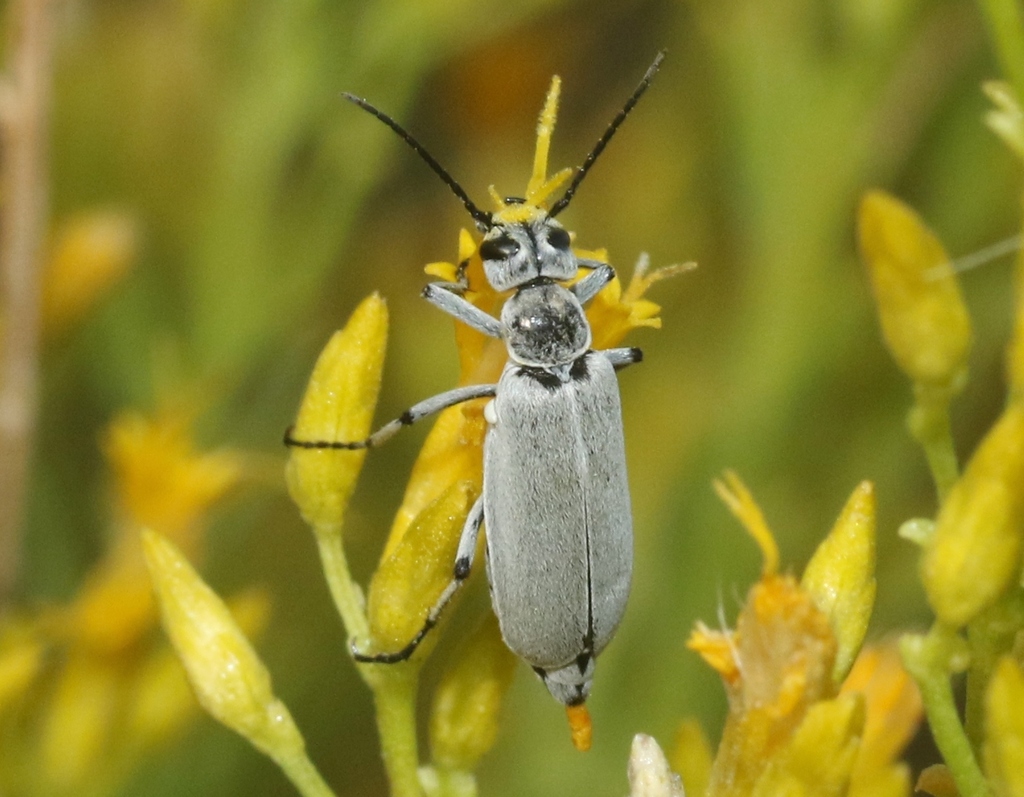 Epicauta caviceps
