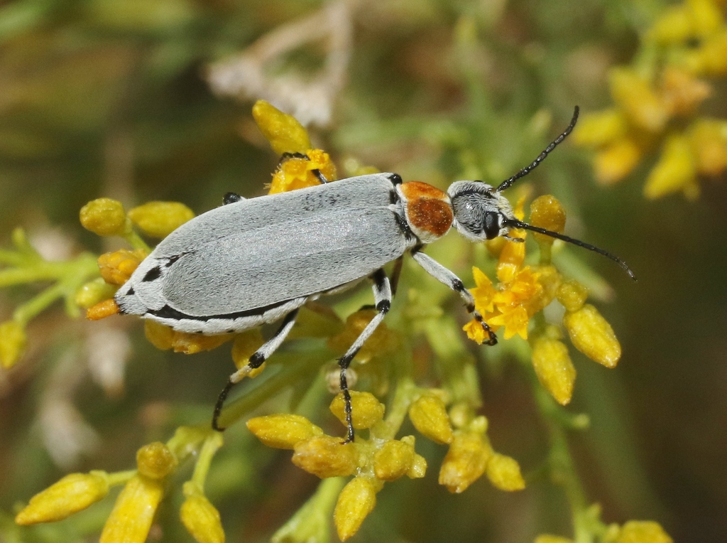 Orange-necked Blister Beetle