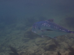 Alectis ciliaris