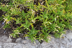 Silene foliosa