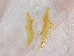 Steatococcus townsendi