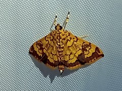 Portentomorpha xanthialis