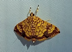 Portentomorpha xanthialis