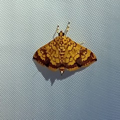 Portentomorpha xanthialis