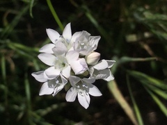 Gilia capitata abrotanifolia