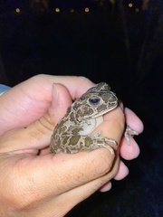Bufotes boulengeri siculus