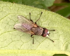 Leucophora