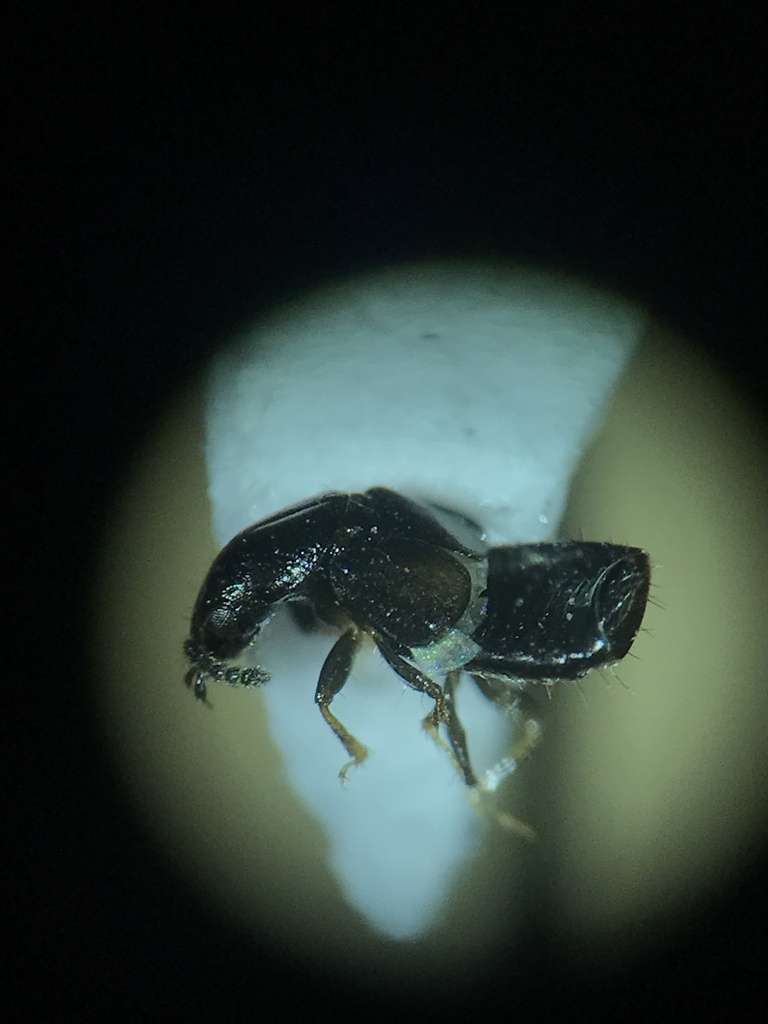 Platystethus degener