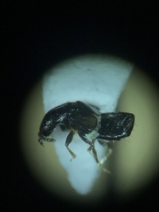 Platystethus degener