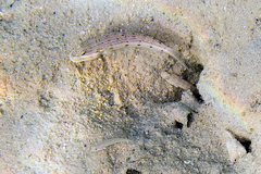 Valenciennea longipinnis