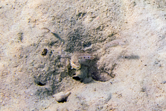 Valenciennea longipinnis