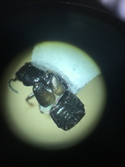 Platystethus degener