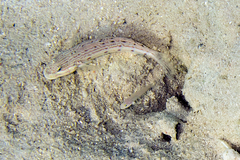 Valenciennea longipinnis