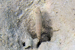 Valenciennea longipinnis