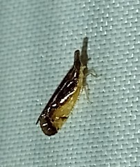 Rhamphixius championi