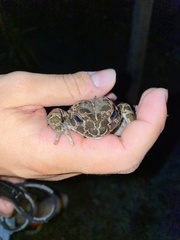 Bufotes boulengeri siculus