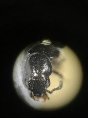 Platystethus degener