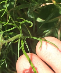 Gilia capitata abrotanifolia