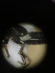 Platystethus degener