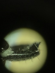 Platystethus degener