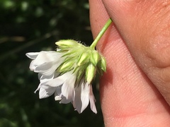 Gilia capitata abrotanifolia