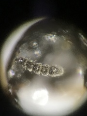 Platystethus degener