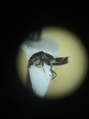 Platystethus degener