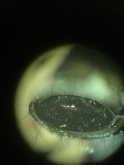 Platystethus degener