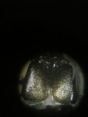 Platystethus degener