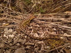 Stenocercus trachycephalus