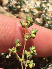 Euphorbia polycarpa polycarpa