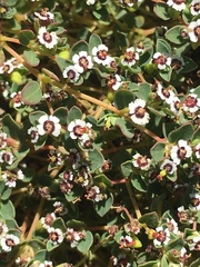 Euphorbia polycarpa polycarpa