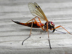 Tanyptera dorsalis