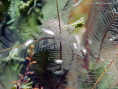 Macrorhynchia philippina