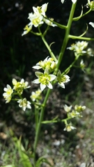 Toxicoscordion fremontii