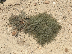 Euphorbia polycarpa polycarpa