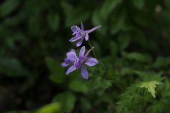 Delphinium anthriscifolium