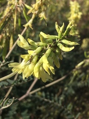 Astragalus trichopodus