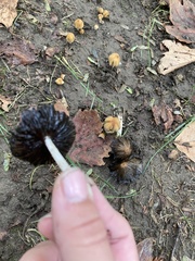 Coprinellus micaceus