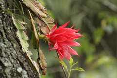 Hylocereeae