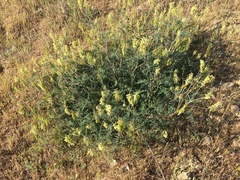 Astragalus trichopodus
